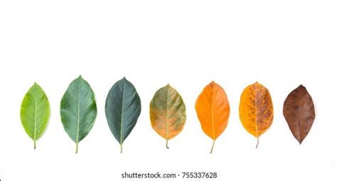 Leaf With Lines: Over 362,962 Royalty-Free Licensable Stock Photos ...