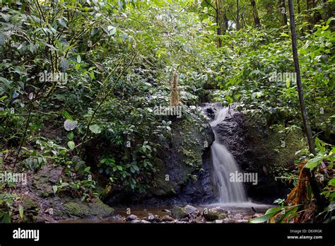 Small waterfall and stream in tropical rainforest in the Ecuadorian ...