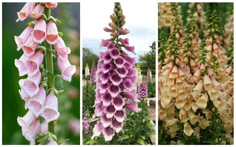 The Different Types of Foxglove - Garden Lovers Club