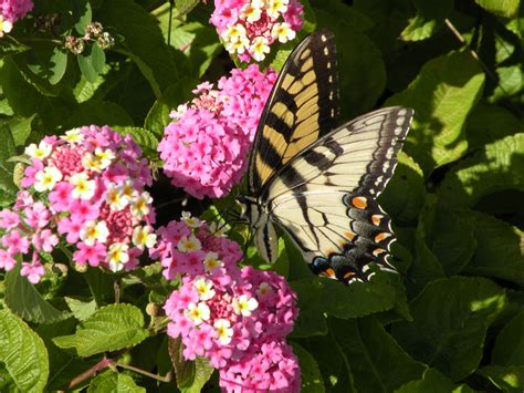 Butterfly on pink lantana | Lantana, Favorite places, Pink