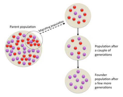 Biology Gene Flow and Genetic Drift - Shmoop Biology