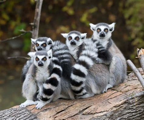 Lemur facts for Kids - KonnectHQ