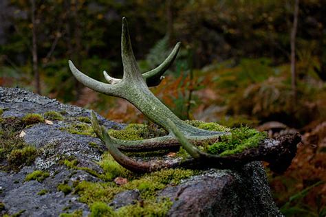 Moose Antlers Stock Photos, Pictures & Royalty-Free Images - iStock