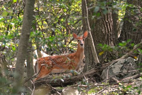 Appalachian Wildlife Center - Partnering for Wildlife and People in an ...