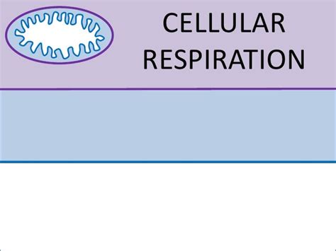 Cellular Respiration Animation