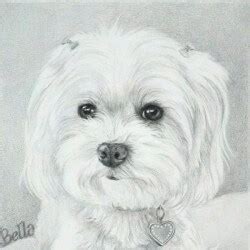 Maltese Dog Sketch at PaintingValley.com | Explore collection of Maltese Dog Sketch