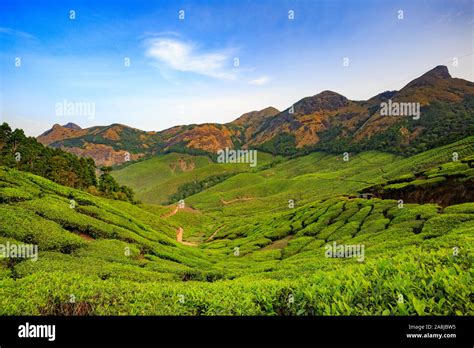 View from Kolukkumalai Tea Estate (World's Highest Tea Estate Stock ...