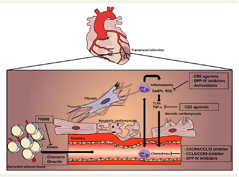 Figure 4 from Pathophysiology of ST-segment elevation myocardial infarction: novel mechanisms ...