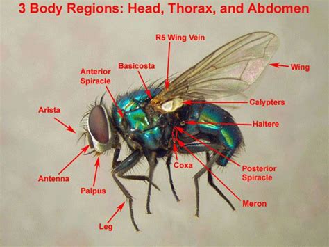 Housefly anatomy