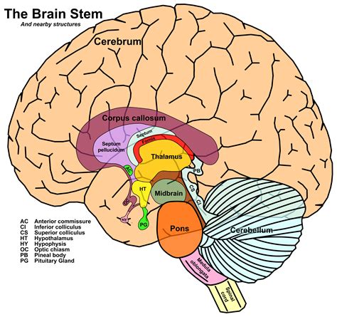 Tayloredge - Science | Brain stem, Human brain, Brain anatomy