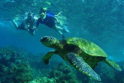 St Maarten Snorkeling and Discovery Tour | Snorkeling, Kealakekua bay ...