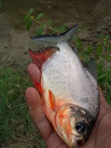 Biofloc Fish Farming Tank - Katla Fish Farming from Surat