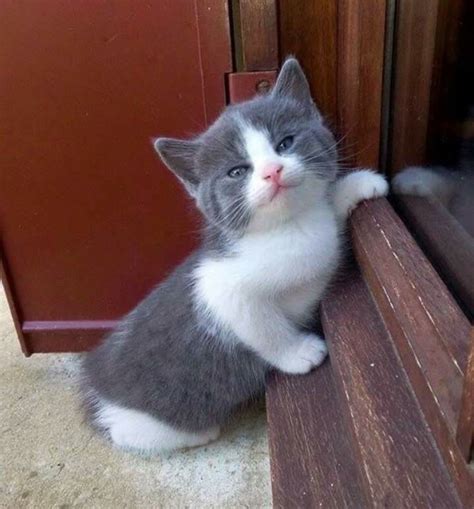 Look at him smiling. | Cute cats, Kittens cutest, Baby cats