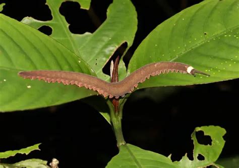 Scientists unveil new slime-ejecting velvet worm species after a century