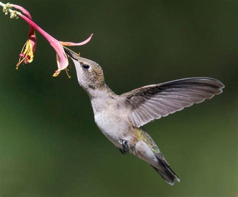 Black-chinned Hummingbird | Audubon Field Guide