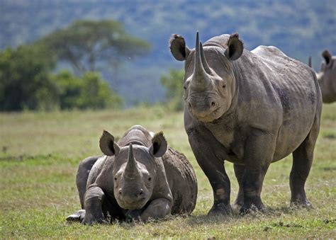 Rhino guide: how to identify, where to see and why they're endangered - Discover Wildlife