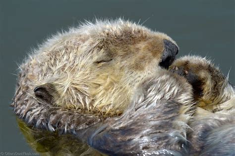 Here's a picture of a sleeping otter to make your day better. You're ...