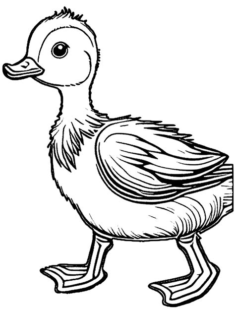 Walking Mother Duck Coloring Page · Creative Fabrica