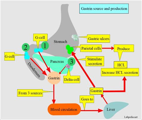 Gastrin Level, Zollinger-Ellison Syndrome - Labpedia.net