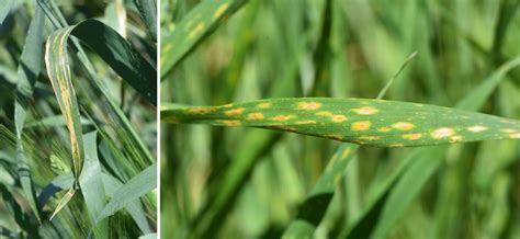 Moisture Continues to Favor Development of Wheat Diseases | CropWatch | University of Nebraska ...