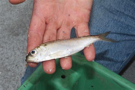 Alewife | Alewife, Lake Michigan, August 6, 2013. Credit: NO… | Flickr