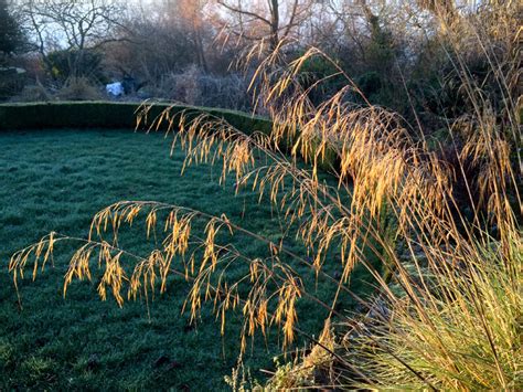 Stipa gigantea Seed