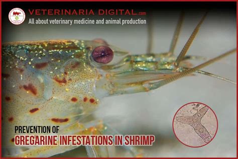 Prevention of gregarine infestations in shrimp. Aquaculture