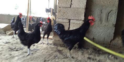 Australorp Breeders available in Islamabad – ChicksBazaar