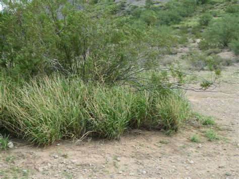 How to Protect Your Home from a Buffelgrass Fire - Personal Injury ...