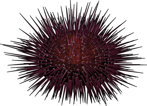 Sea Urchin Sea Urchin Clipart Transparent Png X | The Best Porn Website