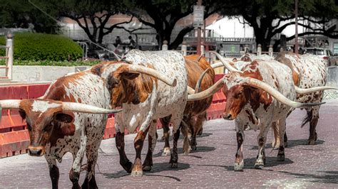 Fort Worth Zoning restrict new apartments in Stockyards