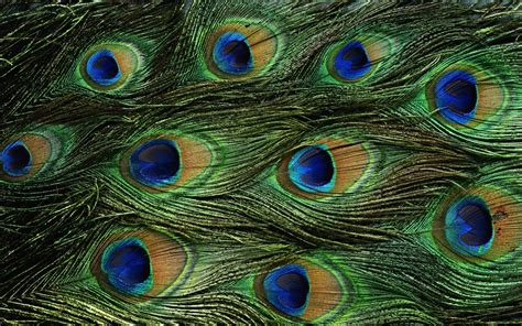 Wallpapers Of Peacock Feathers HD 2015 - Wallpaper Cave