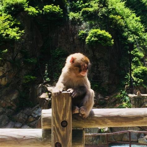 [SEPT 27 ONLY] 1-Day Tour: Snow Monkeys & Local O-Fune Festival In Nagano - SNOW MONKEY RESORTS