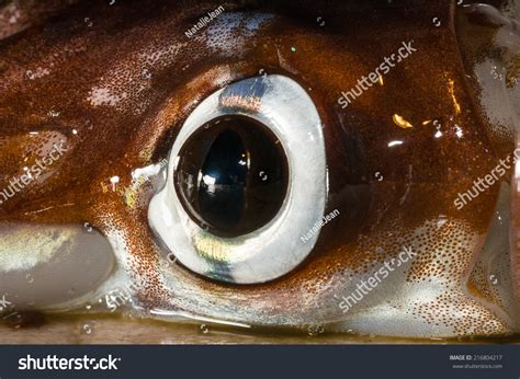 Squid eye Images, Stock Photos & Vectors | Shutterstock