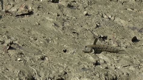 Mudskipper, Malaysia - Stock Video Clip - K008/5973 - Science Photo Library