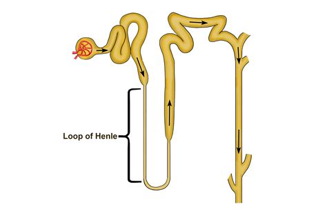 Loop Of Henle Diagram