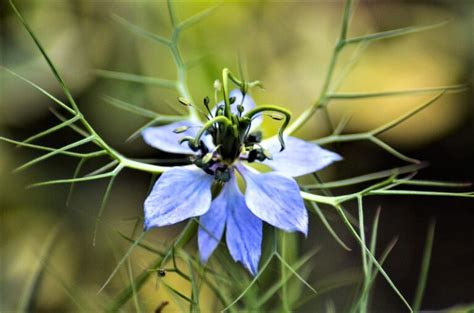 Beautiful Love-in-a-Mist Flowers: Grow Them in 9 Steps