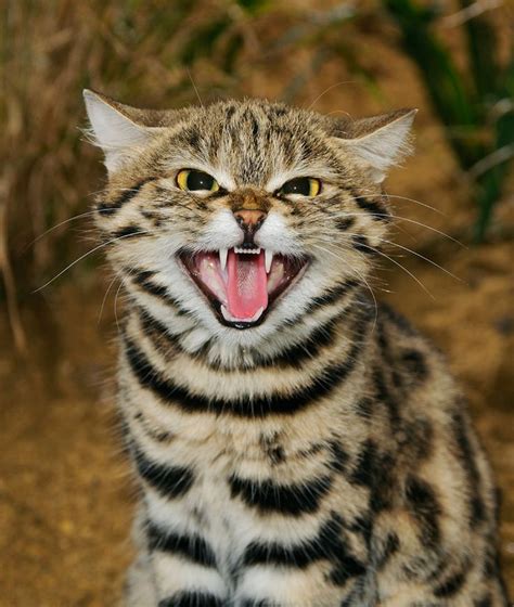 Black-footed Cat | Pin by Deborah Olsthoorn on Felis nigripes - Black-footed ... | Black footed ...