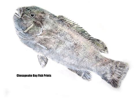 Tautog Photos and Tautog Gyotaku Fish Art by Chesapeake Bay Fish Prints