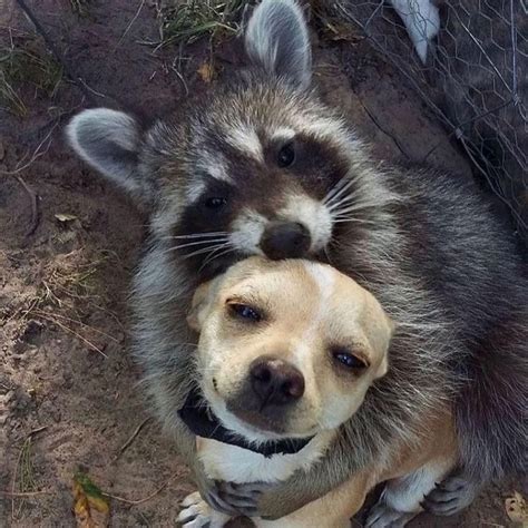 101 Adorable Photos of Unlikely Animal Friends | Always Pets