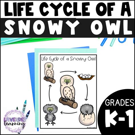 Life Cycle of a Snowy Owl Activities, Worksheets, Booklet - Snowy Owl ...