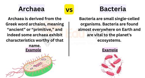 Archaea Bacteria