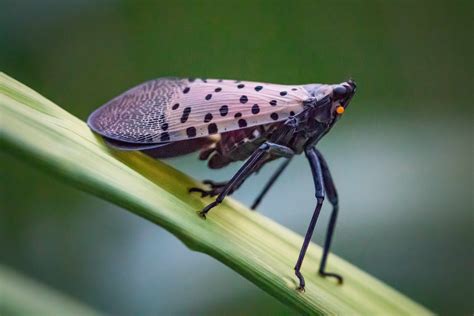 Spotted Lanternfly