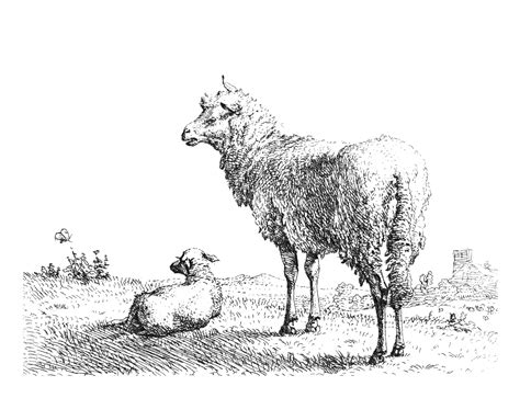 Sheep Drawing, Sketch Poza gratuite - Public Domain Pictures