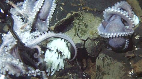 Giant Group of Octopus Moms Discovered in Deep Sea | The Weather Channel