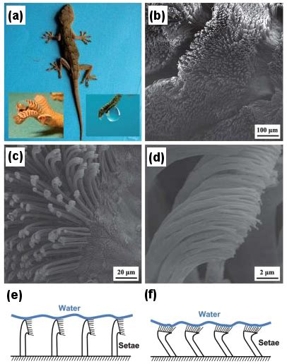 High-adhesion superhydrophobic surface of gecko feet. (a) Gecko lizard ...