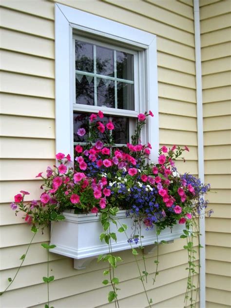 The Best Plants For Wonderful Spring Window Boxes - Top Dreamer