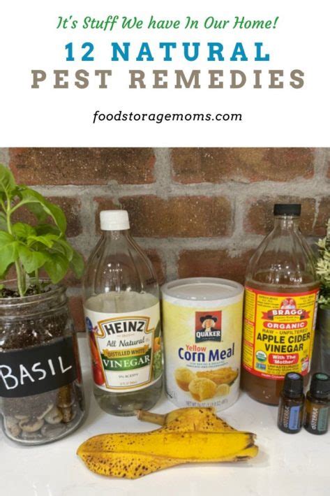 12 Natural Pest Remedies - Food Storage Moms