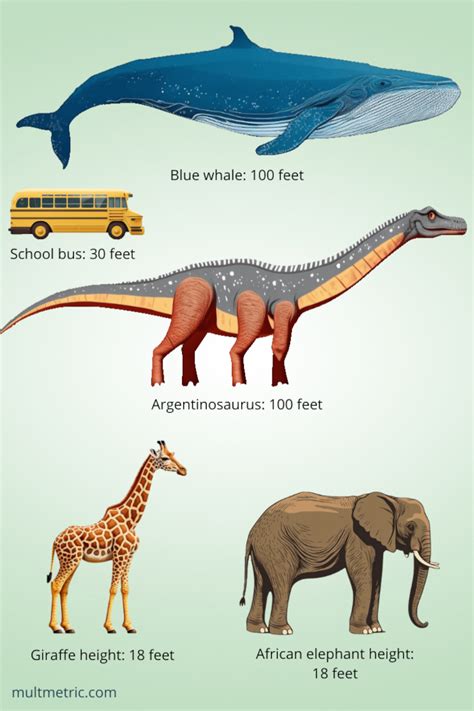 Blue Whale Size Comparison