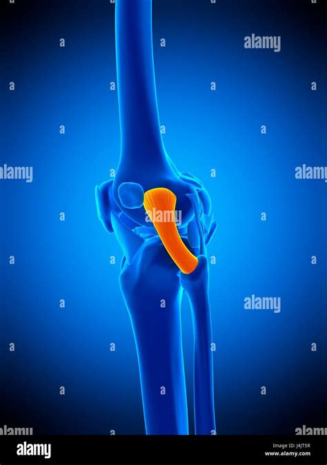 Fibular collateral ligament hi-res stock photography and images - Alamy